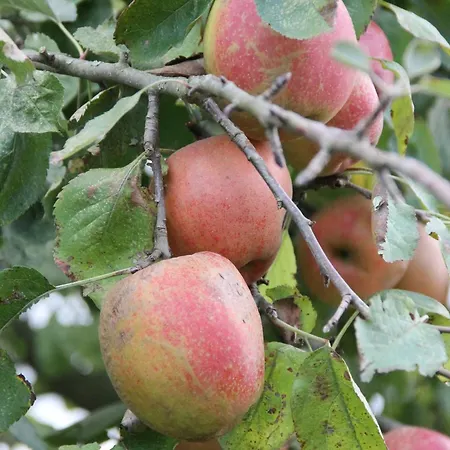 La Longere Galope * Sainte-Gauburge-Sainte-Colombe