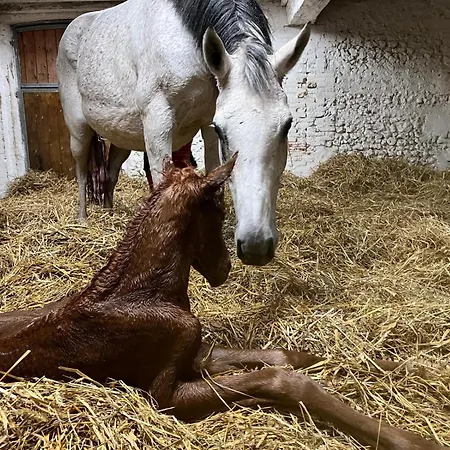 La Longere Galope * Sainte-Gauburge-Sainte-Colombe