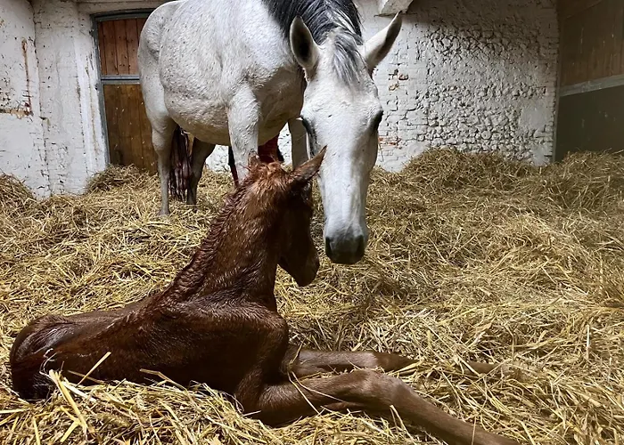 La Longere Cogite * Sainte-Gauburge-Sainte-Colombe